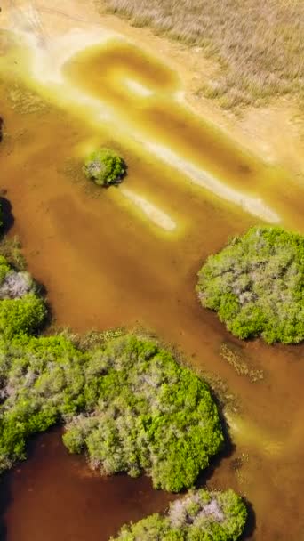 湿地帯の熱帯雨林やジャングル スリランカ — ストック動画