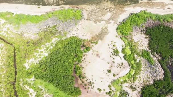 Linha Costeira Com Manguezais Verdes Vista Para Floresta Cima Paisagem — Vídeo de Stock