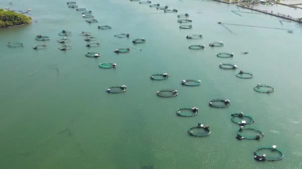 Aerial Drone Lots Marine Farms Sea Water Jaulas Una Piscifactoría — Vídeos de Stock
