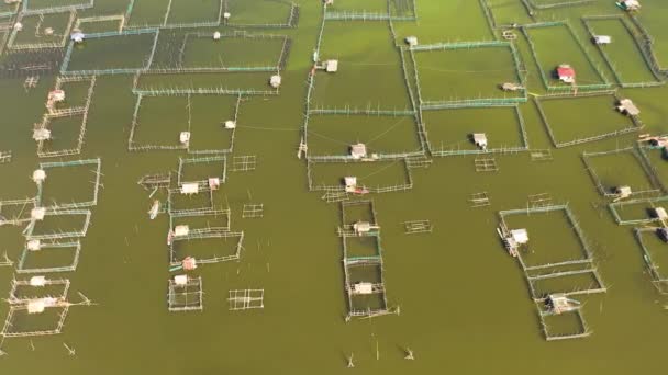 Sea Fish Farm Cages Fish Farming Dorado Seabass Philippines Luzon — Stockvideo