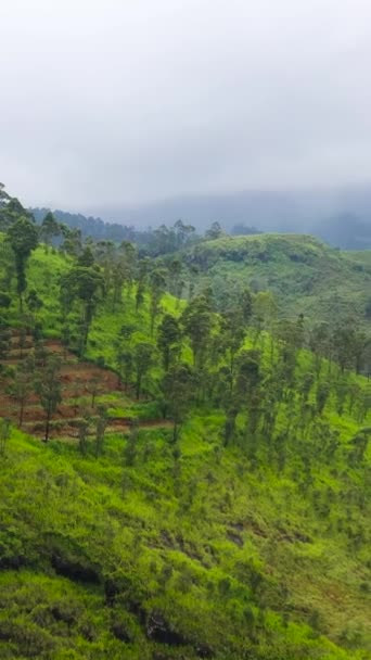 緑豊かな森林と農地と茶のプランテーションを持つ山 ティーエステートの風景 スリランカ — ストック動画