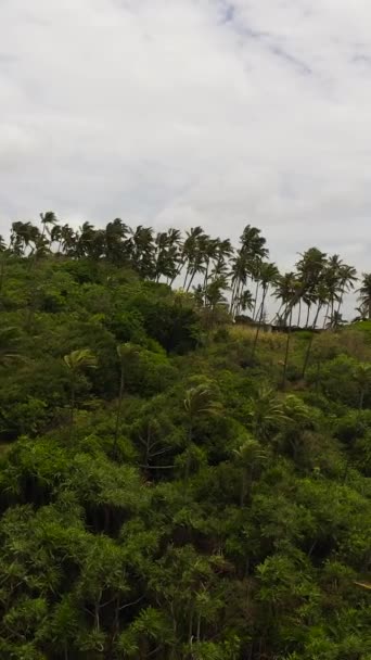 海边岩石上的棕榈树 斯里兰卡Mirissa — 图库视频影像