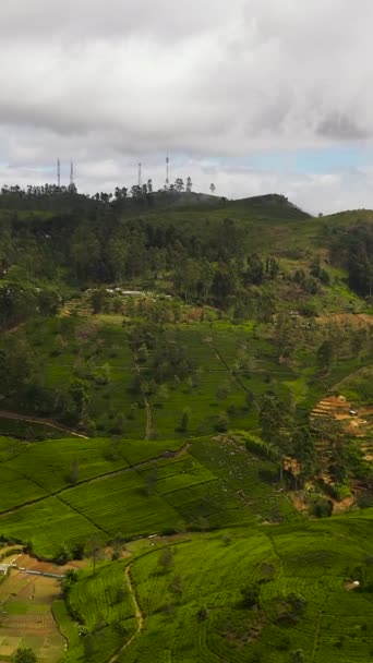 Αεροφωτογραφία Της Φυτείας Τσαγιού Στην Κορυφή Του Βουνού Τοπίο Τσάι — Αρχείο Βίντεο