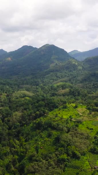 Чайные Плантации Сельскохозяйственные Угодья Среди Гор Холмов Джунглями Шри Ланка — стоковое видео