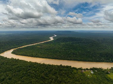 Yağmur ormanları ve ormanların arasındaki Kinabatangan nehrinin en üst manzarası. Borneo, Malezya.