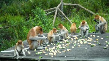 Proboscis maymunu platformda yemekle bekliyor. Borneo. Labuk Koyu, Malezya.