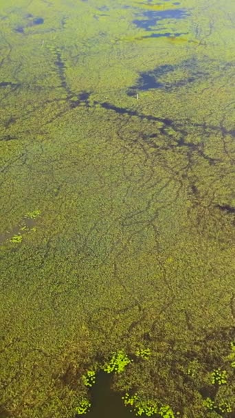 Lake Swamp Vegetation Duckweed Sri Lanka Vertical Video — Stock Video