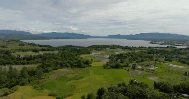 Campi Riso Terreni Agricoli Sulle Rive Del Lago Toba Sumatra — Video Stock