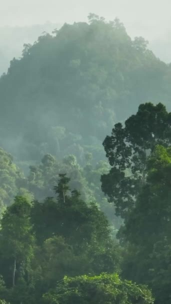 Forêt Tropicale Dans Brume Tôt Matin Vue Haut Jungle Bornéo — Video