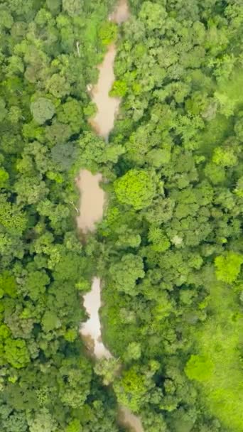 Vue Aérienne Rivière Dans Forêt Tropicale Milieu Jungle Verte Bornéo — Video
