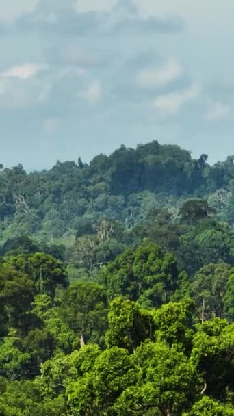 Тропический Пейзаж Джунглями Тропическими Лесами Вид Сверху Сабах Борнео Малайзия — стоковое видео