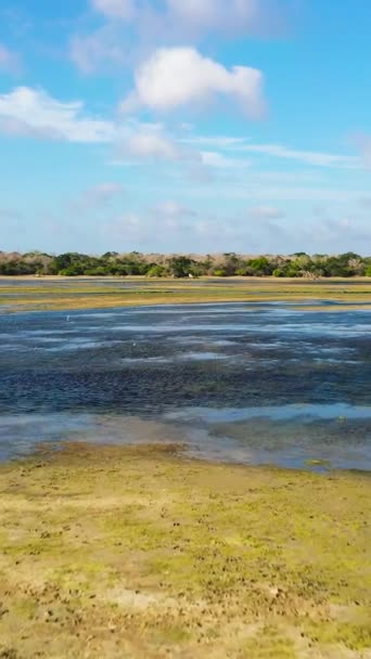 Vista Aérea Lago Com Pássaros Parque Nacional Kumana Sri Lanka — Vídeo de Stock
