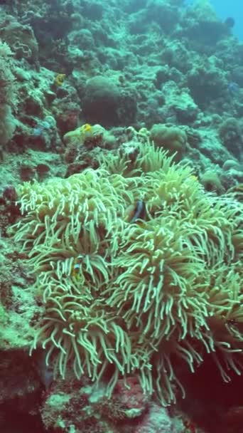 물고기와 다이빙에 산호초 산호와 물고기와 시파단 말레이시아 비디오 — 비디오