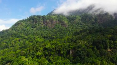 Sri Lanka dağlarındaki yeşil yağmur ormanı ve orman yukarıdan görünüyor..