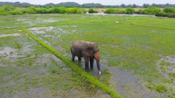 Aerial View Elephant Flooded Rice Field Feeds Lush Grass Arugam — Stockvideo