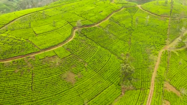 Tea Plantations Sri Lanka Mountain Landscape Tea Estate — Stockvideo