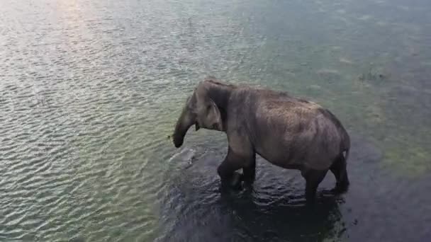 Dron Powietrzny Słonia Środowisku Naturalnym Dzikie Zwierzęta Zatoka Arugam Sri — Wideo stockowe