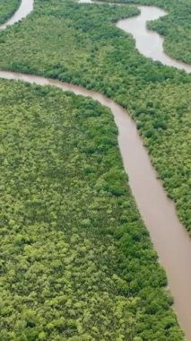 Mangrove ormanları ve ormanlar yukarıdan sulak alanlara bakıyor. Menumbok orman rezervi. Borneo, Sabah, Malezya. Dikey video.