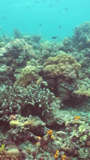 珊瑚礁和热带鱼类 海底鱼类礁海洋 热带多彩的水下海景 马来西亚锡帕丹 垂直录像 — 图库视频影像