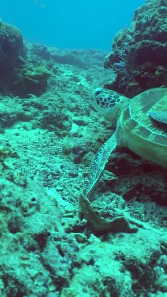 Żółw Morski Naturalnym Środowisku Tropikalnym Morzu Sipadan Malezja Pionowe Wideo — Wideo stockowe