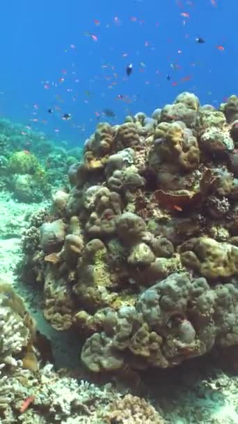 Голубые Разноцветные Рыбы Тропические Подводные Морские Рыбы Сипадан Малайзия Вертикальное — стоковое видео