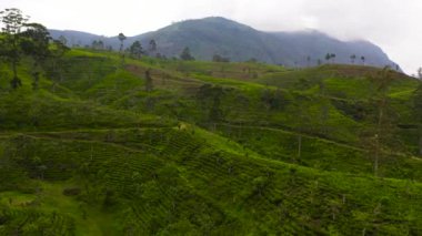 Sri Lanka 'nın dağlık bölgesindeki Çay Evi' nin en iyi manzarası. Çay tarlaları.