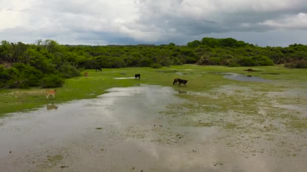 Dron Aéreo Ganado Pasto Pantanoso Sri Lanka — Vídeo de stock