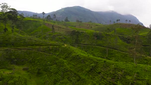 Ovanifrån Tea Egendom Den Bergiga Provinsen Sri Lanka Teplantager — Stockvideo