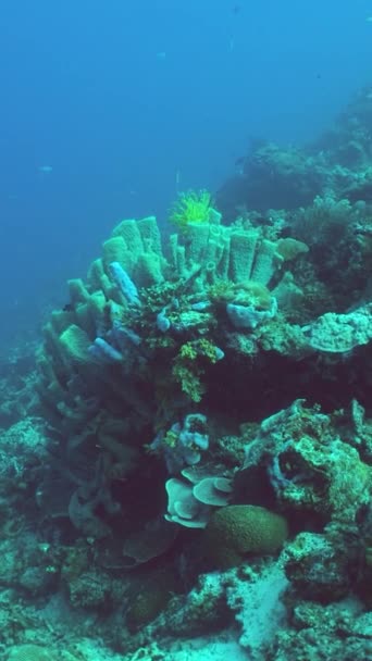 美丽的水下景观与热带鱼和珊瑚 生物珊瑚礁 马来西亚锡帕丹 垂直录像 — 图库视频影像