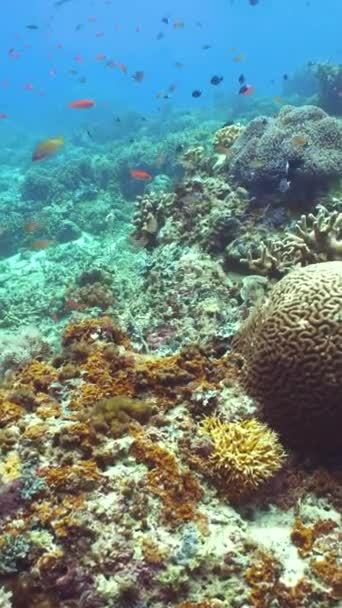 海底五彩斑斓的热带鱼 热带水下海鱼 马来西亚锡帕丹 垂直录像 — 图库视频影像