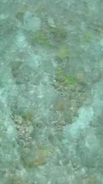 Bovenaanzicht Van Zeewateroppervlak Lagune Met Koraalrif Borneo Maleisië Verticale Video — Stockvideo