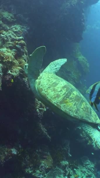 Żółw Morski Tropikalne Ryby Rafie Koralowej Sipadan Malezja Pionowe Wideo — Wideo stockowe