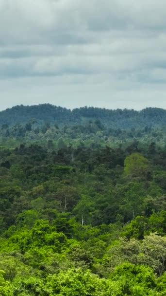 저지대 열대우림과 보르네오 말레이시아 비디오 — 비디오