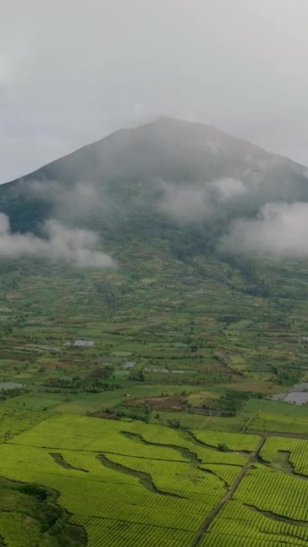 俯瞰Kerinci山和高地的茶园 茶园景观 印度尼西亚苏门答腊 垂直录像 — 图库视频影像