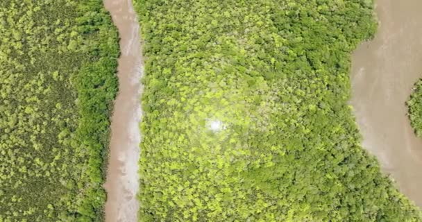 Ovanifrån Regnskog Och Djungel Träsk Och Våtmarker Menumbok Skogsreservat Borneo — Stockvideo