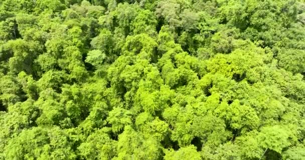 Bovenaanzicht Van Regenwoud Jungle Met Tropische Vegetatie Borneo Maleisië — Stockvideo