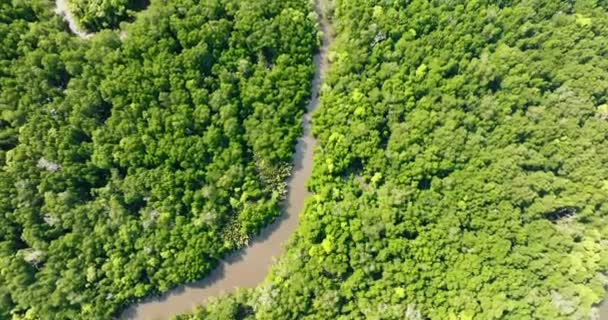 Luchtdrone Van Jungle Mangroven Het Eiland Borneo Maleisië — Stockvideo
