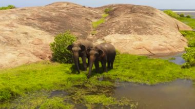 Fillerin hava aracı göl kenarında otluyor ve ot yiyor. Arugam Körfezi Sri Lanka.