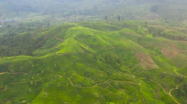 Top view of Tropical landscape with Tea estate among the mountains.