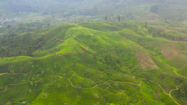 Top View Tropical Landscape Tea Estate Mountains — Stockvideo
