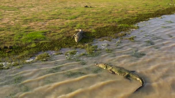 Crocodiles Dans Habitat Naturel Sri Lanka — Video