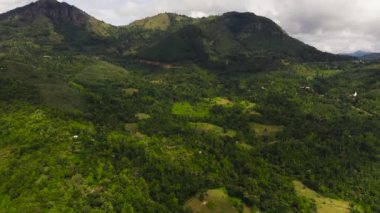 Sri Lanka 'nın dağlık bölgesinde yağmur ormanları ve ormanları olan dağlar.