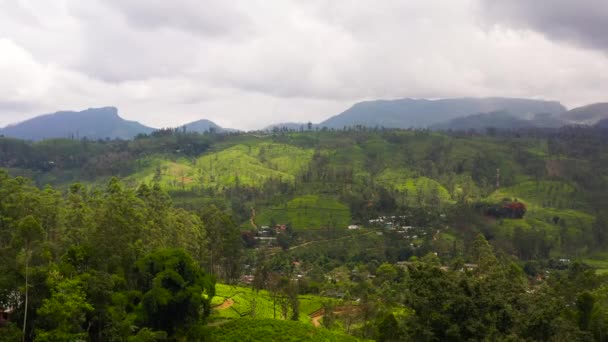 Egendom Den Bergiga Provinsen Utsikt Uppifrån Sri Lanka Teplantager — Stockvideo