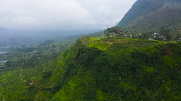 Tea Plantations Hillsides Mountains Sri Lanka Tea Estate Landscape — Stock Video