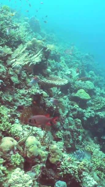 大堡礁场景 热带水下海鱼 软硬珊瑚 水下景观 马来西亚锡帕丹 垂直录像 — 图库视频影像