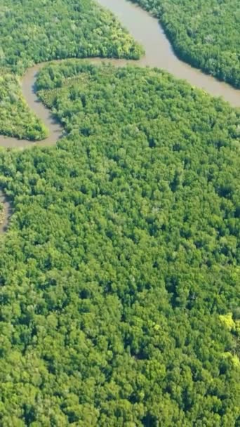 Légi Kilátás Esőerdők Mangrove Trópusokon Borneó Malajzia Függőleges Videó — Stock videók