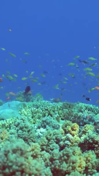 水下世界的珊瑚礁 鱼在潜水 水下的珊瑚花园马来西亚锡帕丹 垂直录像 — 图库视频影像