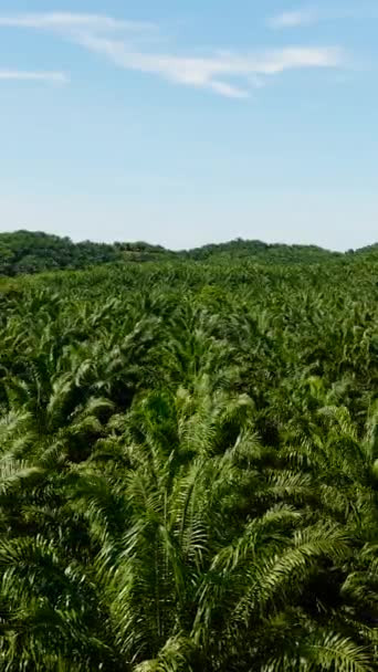 Widok Góry Plantacji Palm Olejowych Malezji Osiedle Naftowe Borneo Pionowe — Wideo stockowe