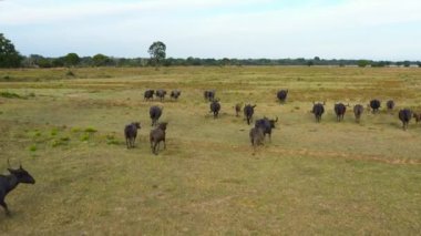 Bufalolar ulusal parktaki göle koşar. Sri Lanka 'nın vahşi hayvanları.