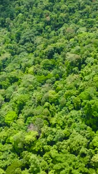 Vers Groen Blad Tropische Planten Bomen Bedekken Bergen Ravijn Balabac — Stockvideo